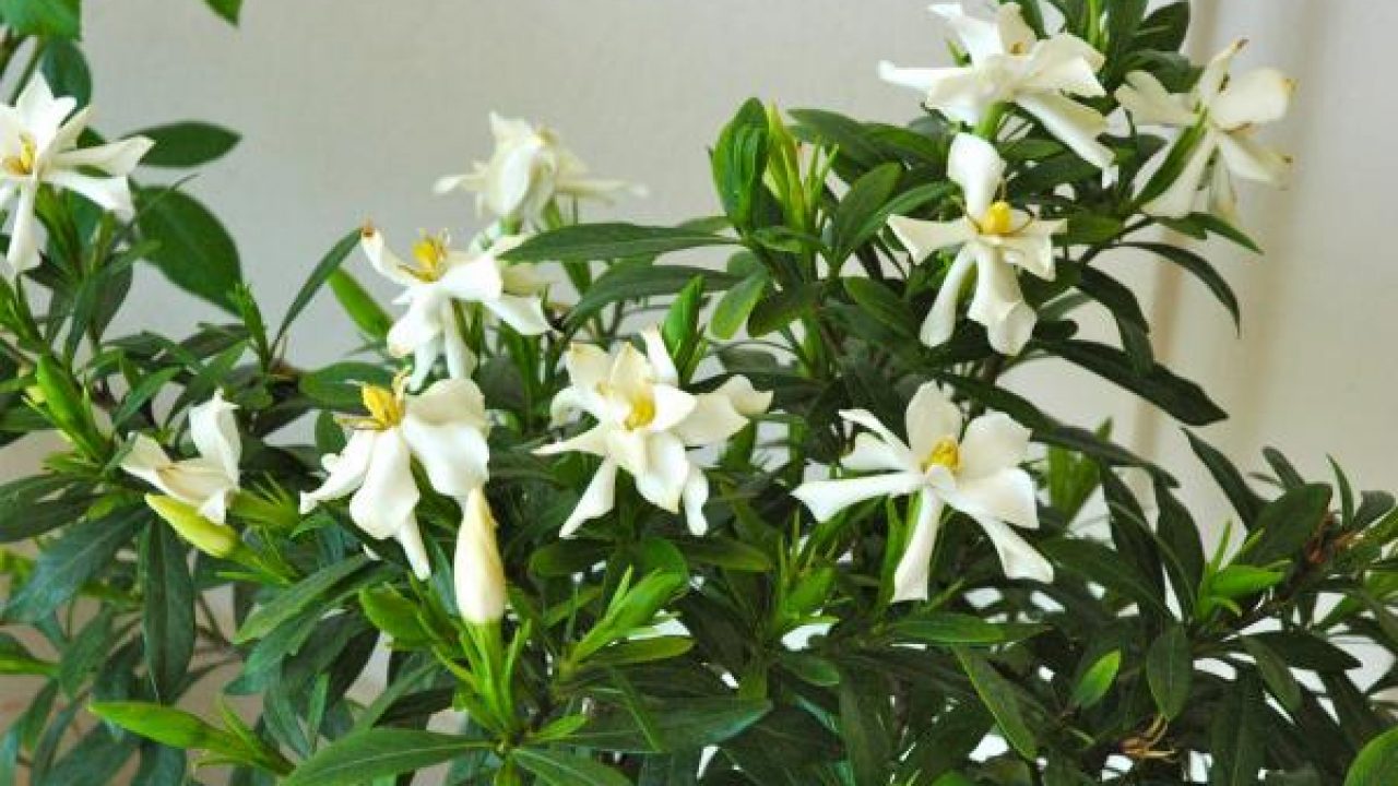 Para los amantes del Jardín: Gardenias jasminoides “jazmín del Cabo” –  