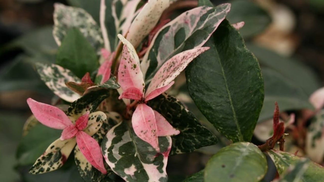 Para los amantes del Jardín: Hoy escribiré sobre “jazmín de leche” –  