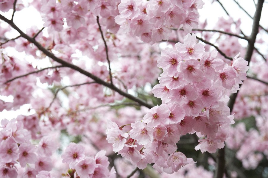 Para los amantes del Jardín: Hoy escribiré sobre el cerezo japonés “Sakura”  – infopico.com