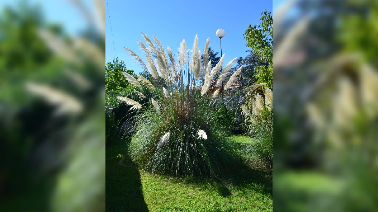 Para los amantes del jardín: hoy hablare de cortadera, Cola de Zorro,  Hierbas de Las Pampas – infopico.com