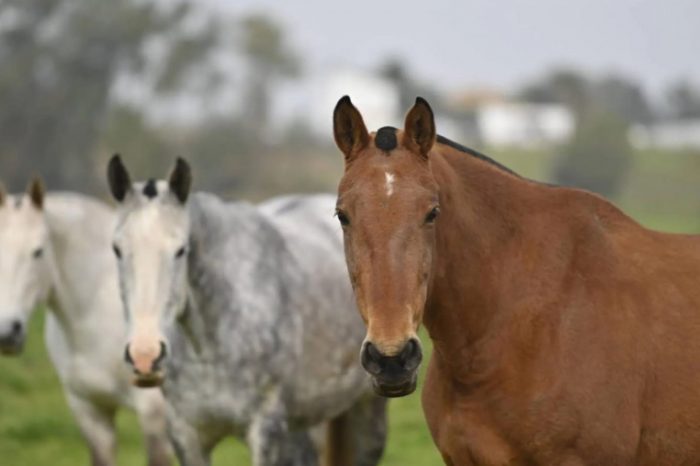 Encefalitis Equina – Infopico.com